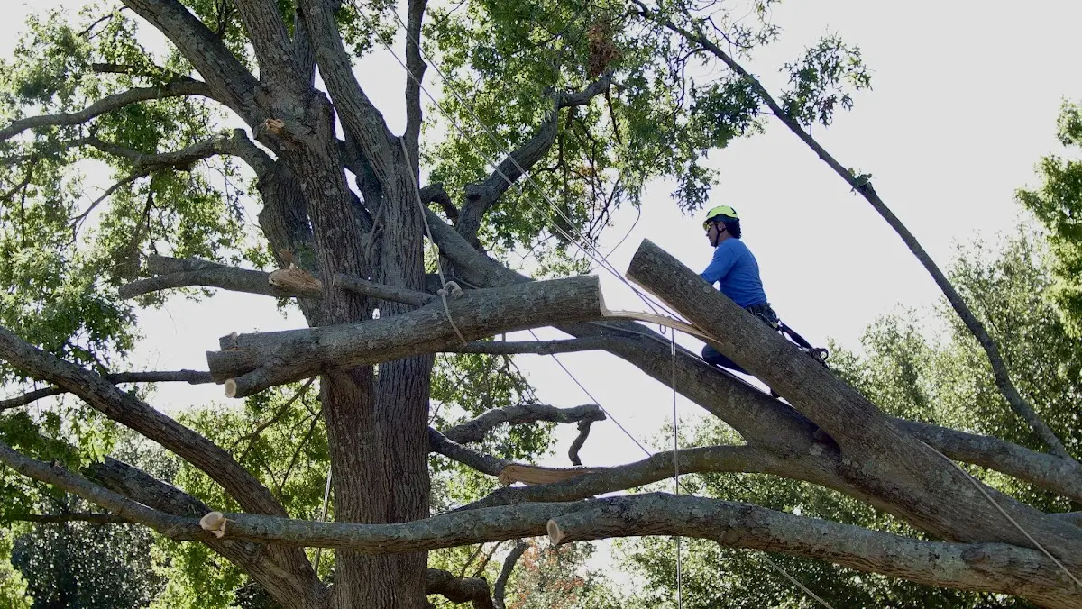 Professional Crown Thinning performed by certified arborists in Daisytown