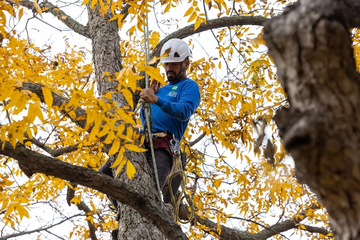 Skilled Tree Planing crew working in Daisytown