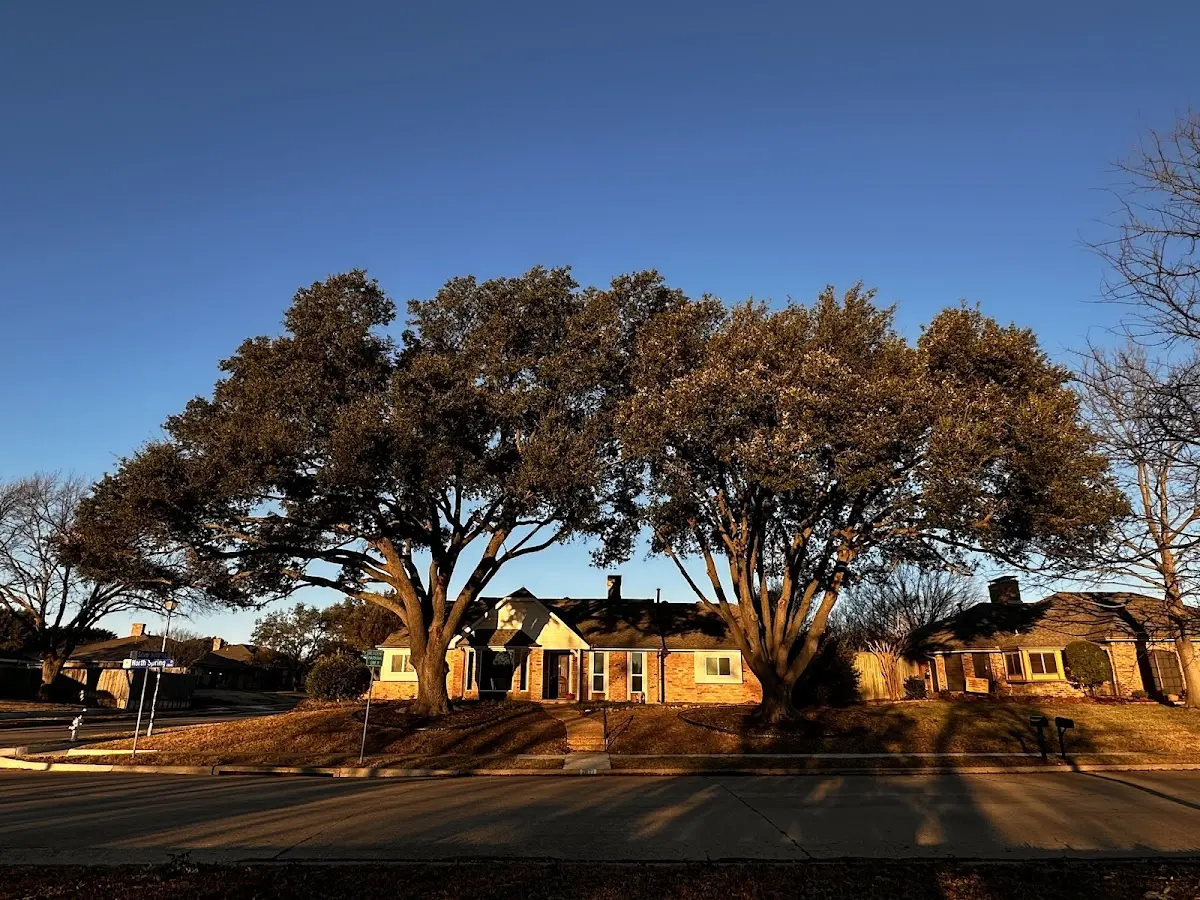 Established residential canopy tree shading a home in Daisytown