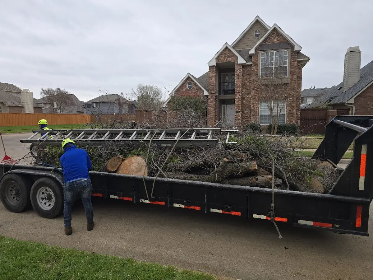 Expert Tree Fertilization with proper safety equipment in Daisytown